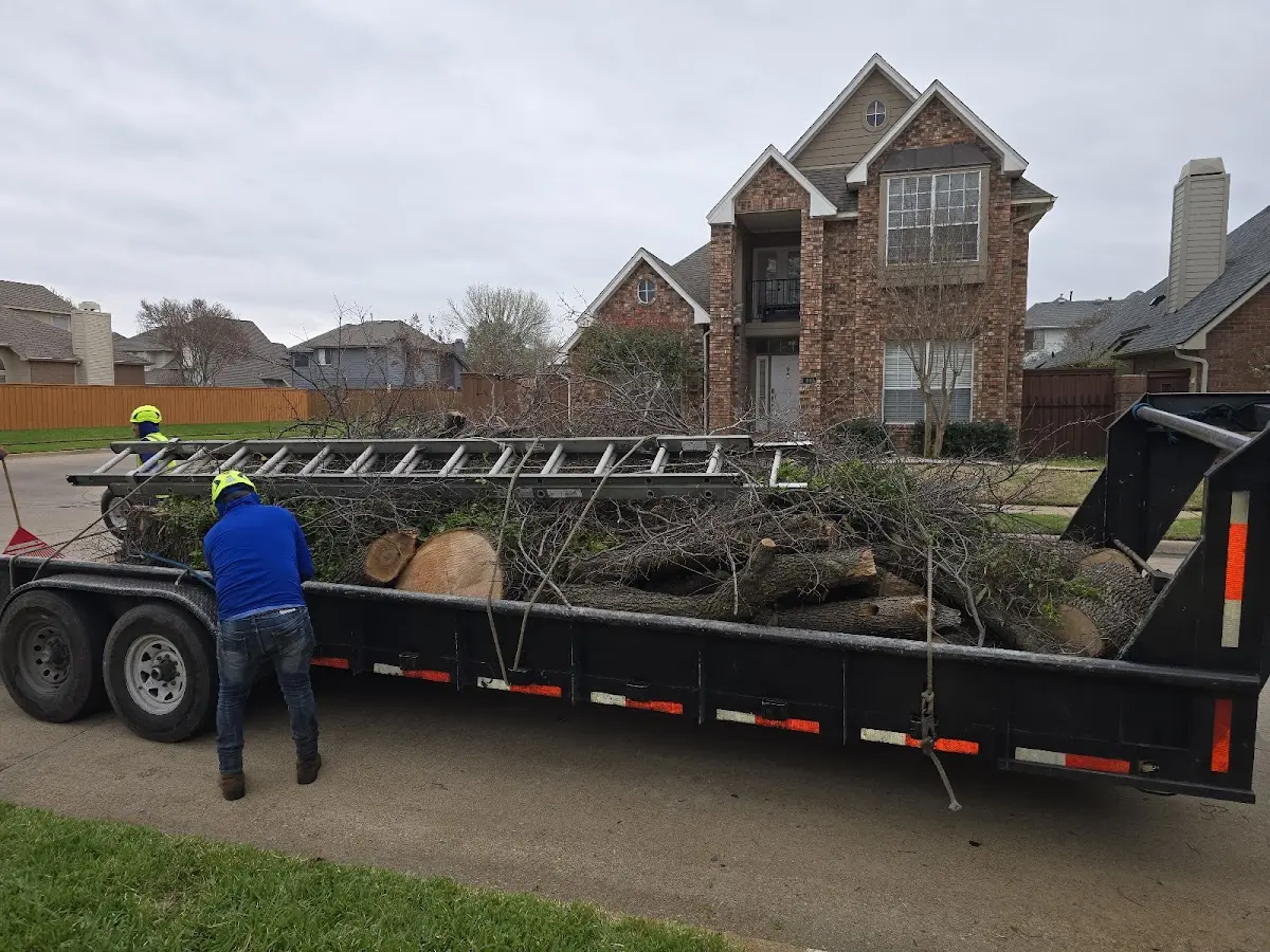 Expert Tree Pest Control with proper safety equipment in Brayton